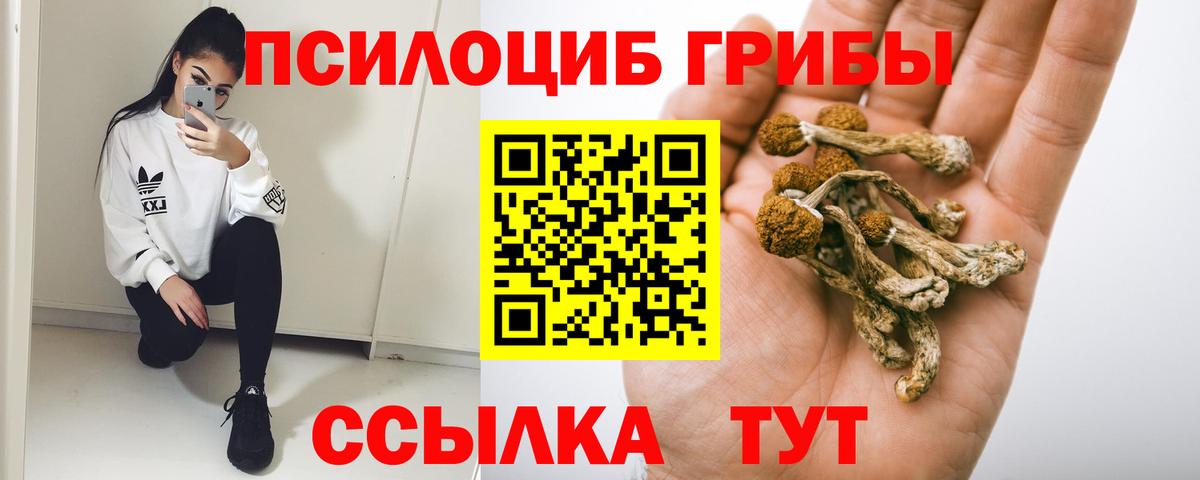 Псилоцибиновые грибы Psilocybe  Вход с VPN  Новоалександровск 